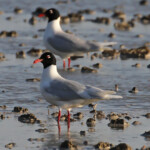 Mouettes mélanocéphales dans les rizières camarguaises