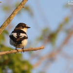 Gobemouche noir mâle, Camargue