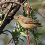 Femelle de Rougequeue à front blanc, Camargue