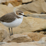Femelle de Gravelot à collier interrompu, Camargue