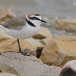Mâle de Gravelot à collier interrompu, Camargue