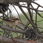 Pie-grièche à tête rousse badius, Camargue