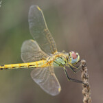 Sympetrum de Foscolombe