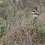 Pie-grièche à tête rousse, Camargue