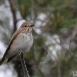Gobemouche gris, Camargue