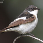 Gobemouche noir mâle, Camargue