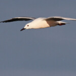 Goéland railleur, Camargue