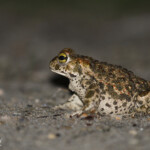 Crapaud calamite, Route de Beauduc
