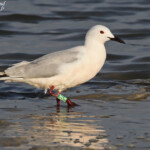 Goéland railleur, Camargue