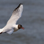 Mouette rieuse, embouchure du petit Rhône, Camargue