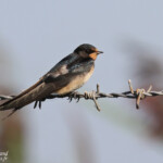 Jeune Hirondelle rustique