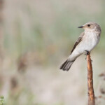 Gobemouche gris, Camargue