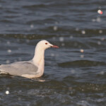 Goéland railleur, embouchure du petit Rhône, Camargue