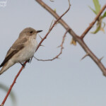 Gobemouche gris, Camargue