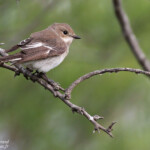 Gobemouche noir femelle, Camargue