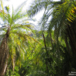 Chutes Victoria (Zambie)