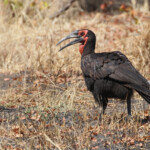 Bucorve terrestre adulte, Zambie