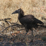 Bucorve terrestre jeune, Zambie