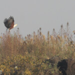 Pygargue vocifère, Chutes Victoria (Zambie)