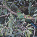 Touraco de Schalow, Chutes Victoria (Zambie)