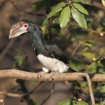 Calao trompette, Chutes Victoria (Zambie)