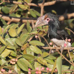 Calao trompette, Chutes Victoria (Zambie)