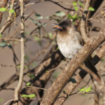 Bulbul à cape noire, Chutes Victoria (Zambie)