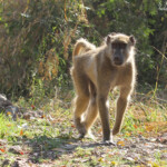 Babouin chacma, Chutes Victoria (Zambie)