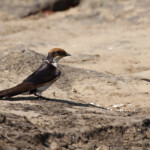 Hirondelle à longs brins, Chutes Victoria (Zambie)
