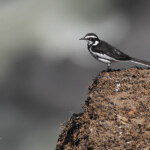 Bergeronnette pie, Chutes Victoria (Zambie)