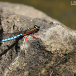 Libellule, Chutes Victoria (Zambie)