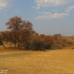 Dan Viljoen