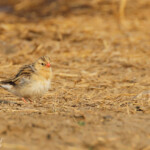 Veuve royale, Dan Viljoen