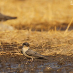 Hirondelle isabelline, Dan Viljoen