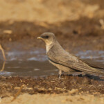 Hirondelle isabelline, Dan Viljoen