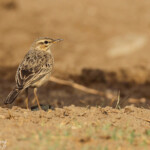 Pipit africain, Dan Viljoen