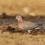 Tourterelle maillée, Dan Viljoen