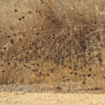 Travailleur à bec rouge, Dan Viljoen