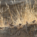 Astrild ondulé, Dan Viljoen