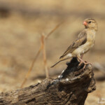 Veuve royale, Dan Viljoen