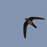 Martinet à ventre blanc, Dan Viljoen