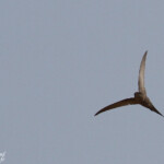 Martinet des palmes, Dan Viljoen