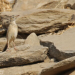 Pipit à long bec, Dan Viljoen