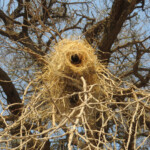 Nid de Mahali à sourcil blanc, Dan Viljoen