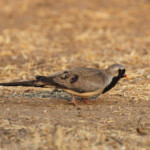 Tourtelette masquée, mâle, Dan Viljoen