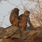 Babouin chacma, Dan Viljoen