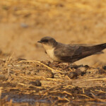 Hirondelle isabelline, Dan Viljoen