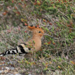 Huppe fasciée, Camargue