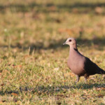 Tourterelle à collier, Katima Mulilo