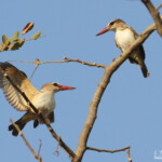Couple de Martin-chasseur à tête brune, Katima Mulilo